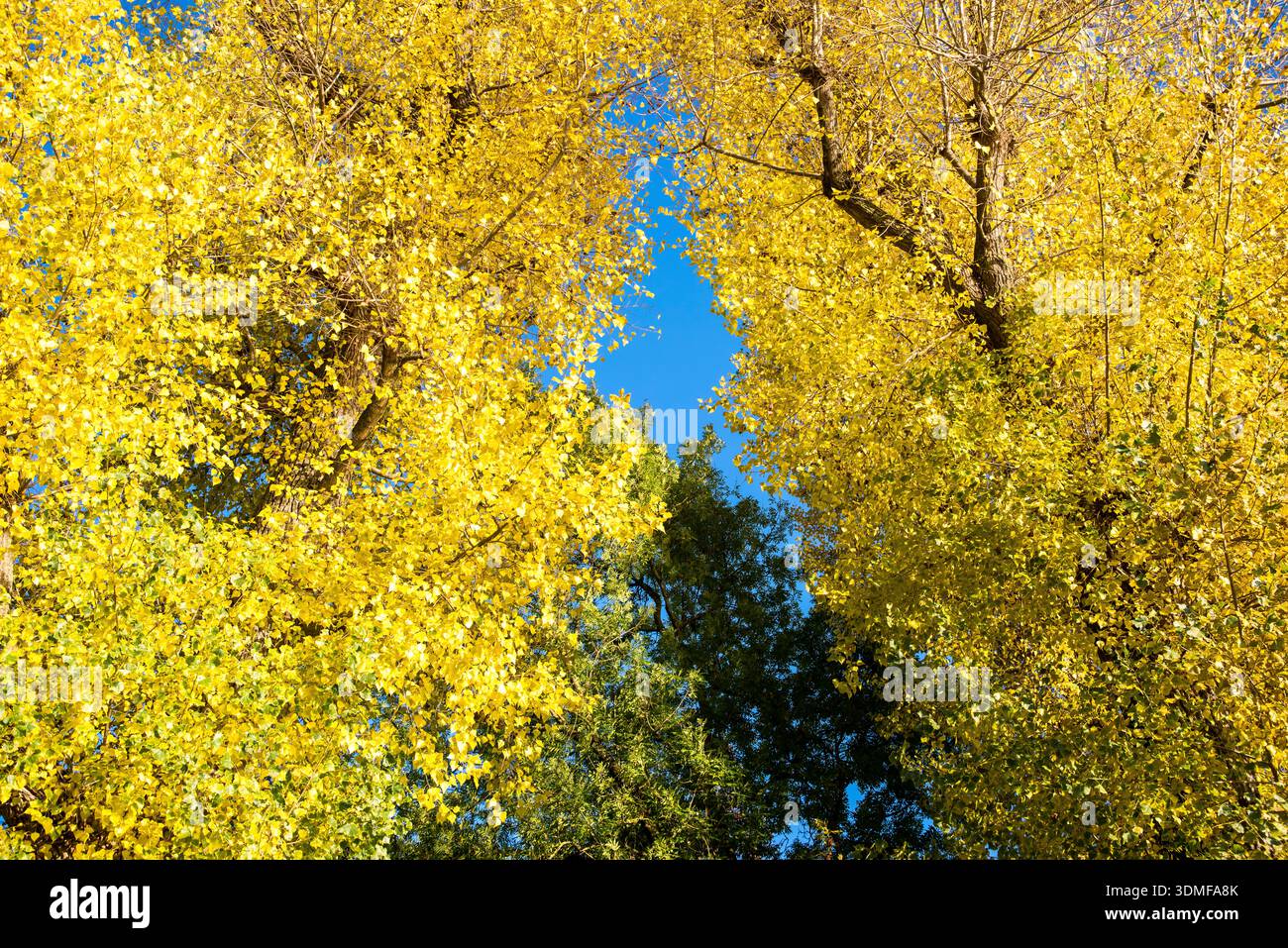 Le foglie autunnali di giallo dorato si affacciano su un cielo azzurro d'acciaio Foto Stock