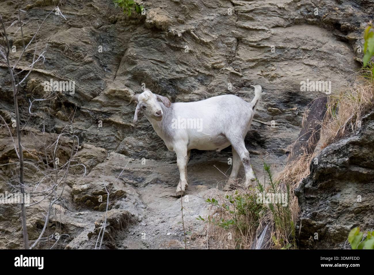 White Feral Goat leccare rocce per minerali sull'Isola del Sud in nuova Zelanda Foto Stock