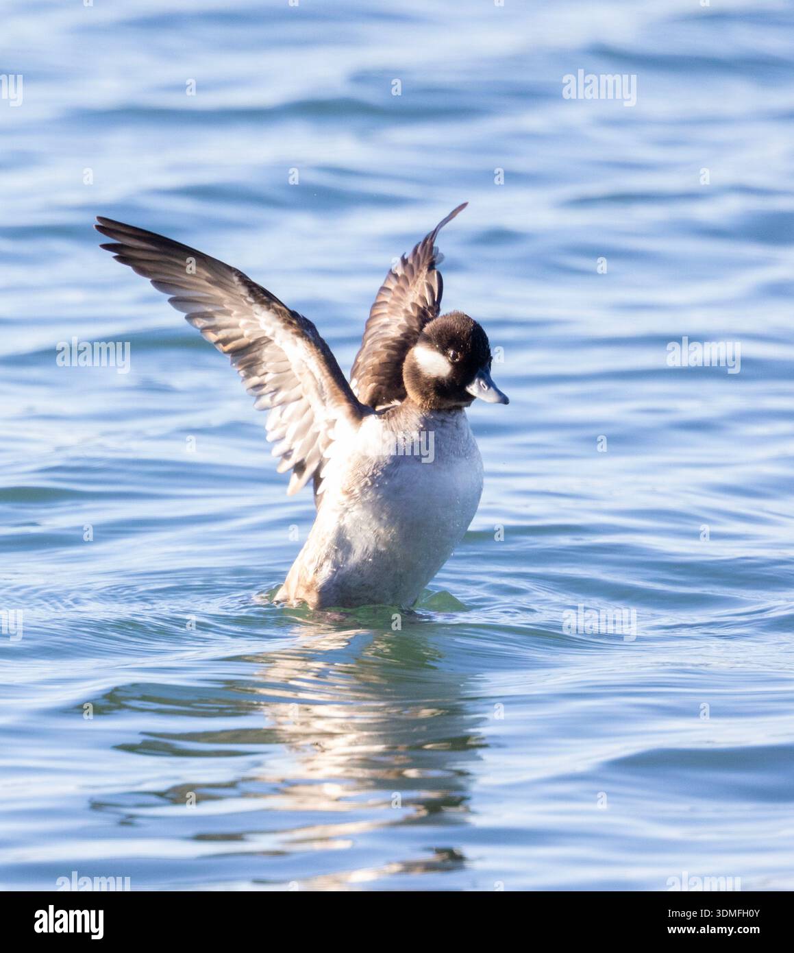 Ali femmina a flap a testa di buflehead Foto Stock