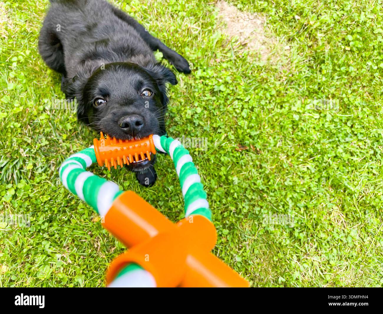 Simpatico cucciolo nero che gioca con un giocattolo di corda umano Foto Stock