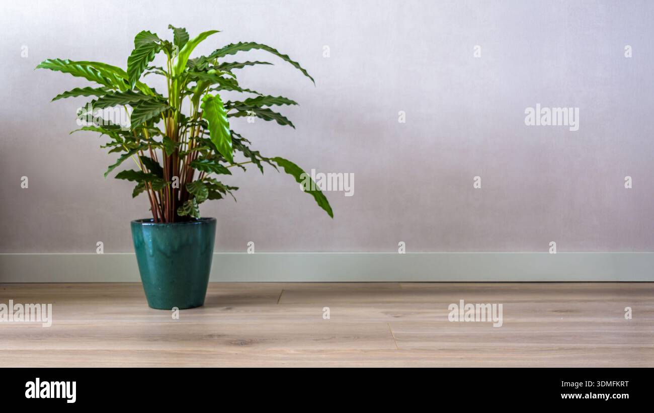 Piantare contro un modello di parete grigia. Mockup da parete grigia con pavimento in legno e pianta Foto Stock