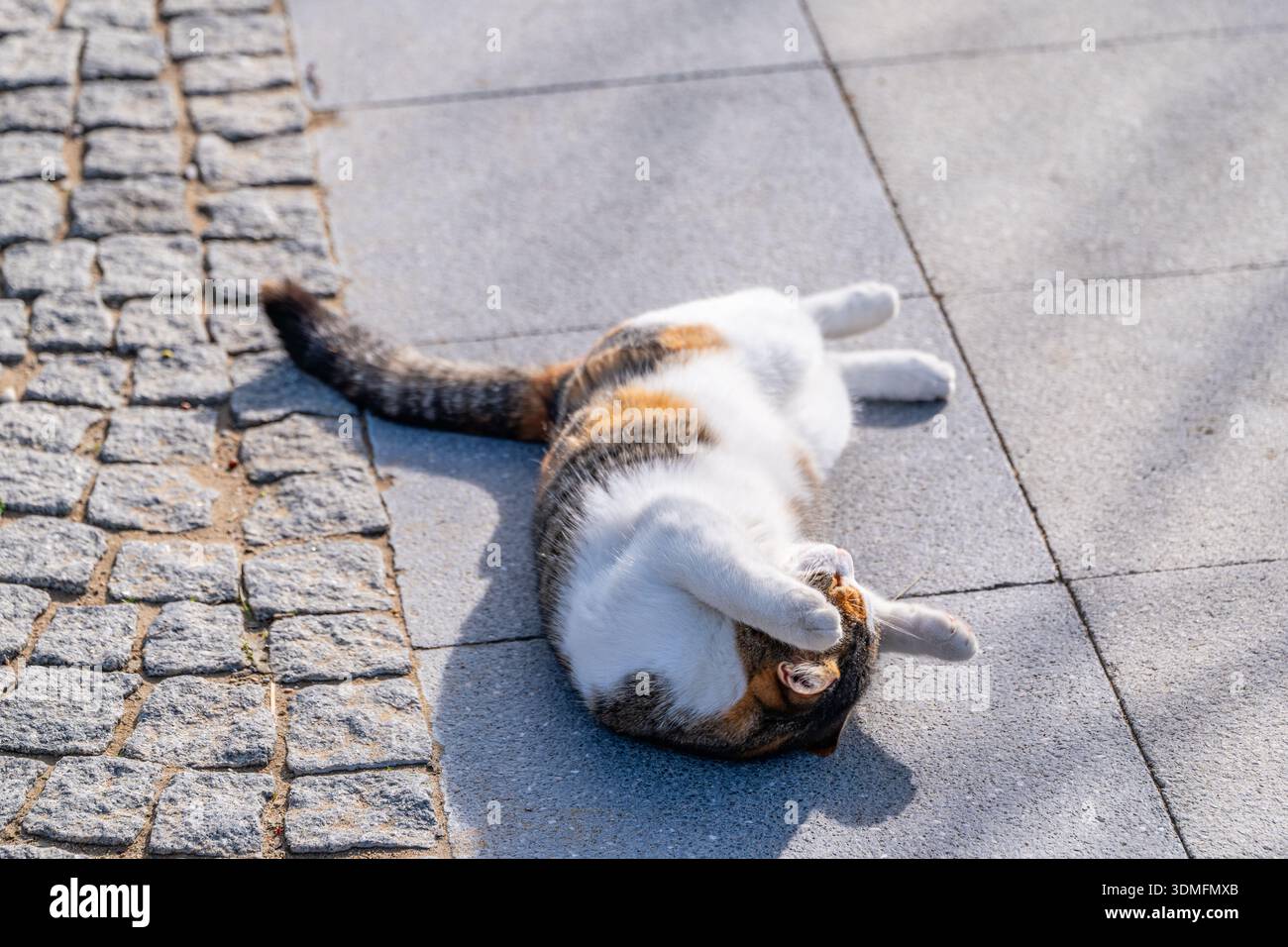 Gatto tricolore che rotola sul dorso su una pavimentazione in pietra. Comportamento felino giocoso e felice. Foto Stock