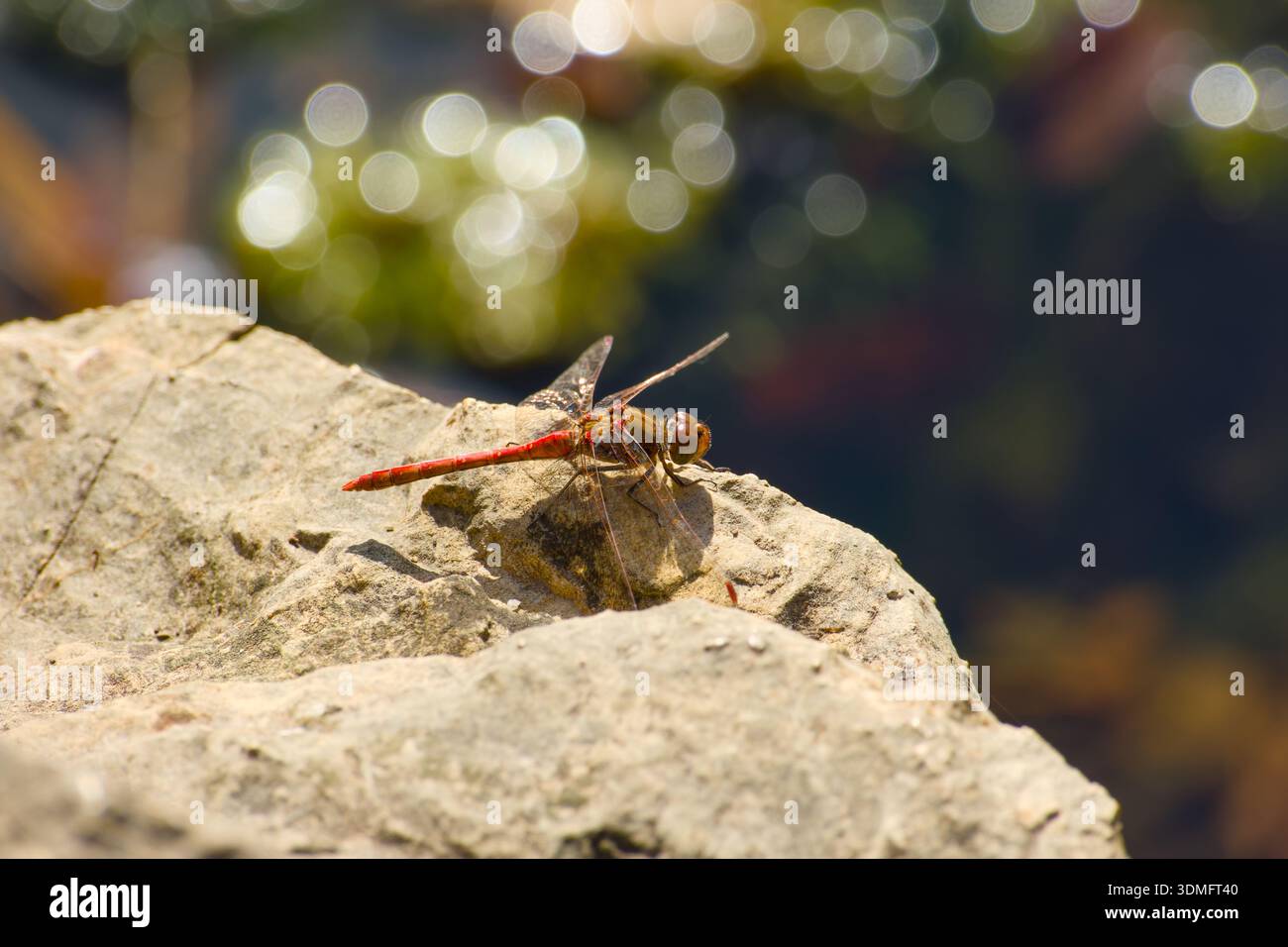 Scarlet darter dragonfly che riposa sulla roccia Foto Stock