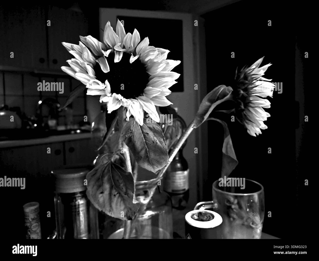 Girasole (helianthus annuus) in una cucina monocromatica, luce e ombra forti Foto Stock