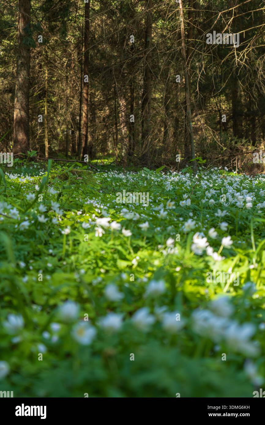 Gli anemoni di legno bianco ricoprono una foresta primaverile vicino a Druskininkai, Lituania, con luce solare dappata su petali, alti tronchi di conifere e un angolo basso con b Foto Stock