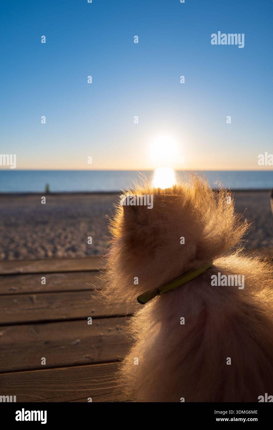 Un piccolo cane con colletto verde lime si affaccia su una tranquilla riva del Baltico in una luce calda, lunghe ombre su tavole di legno, una figura debole su una spiaggia lontana, e un Foto Stock