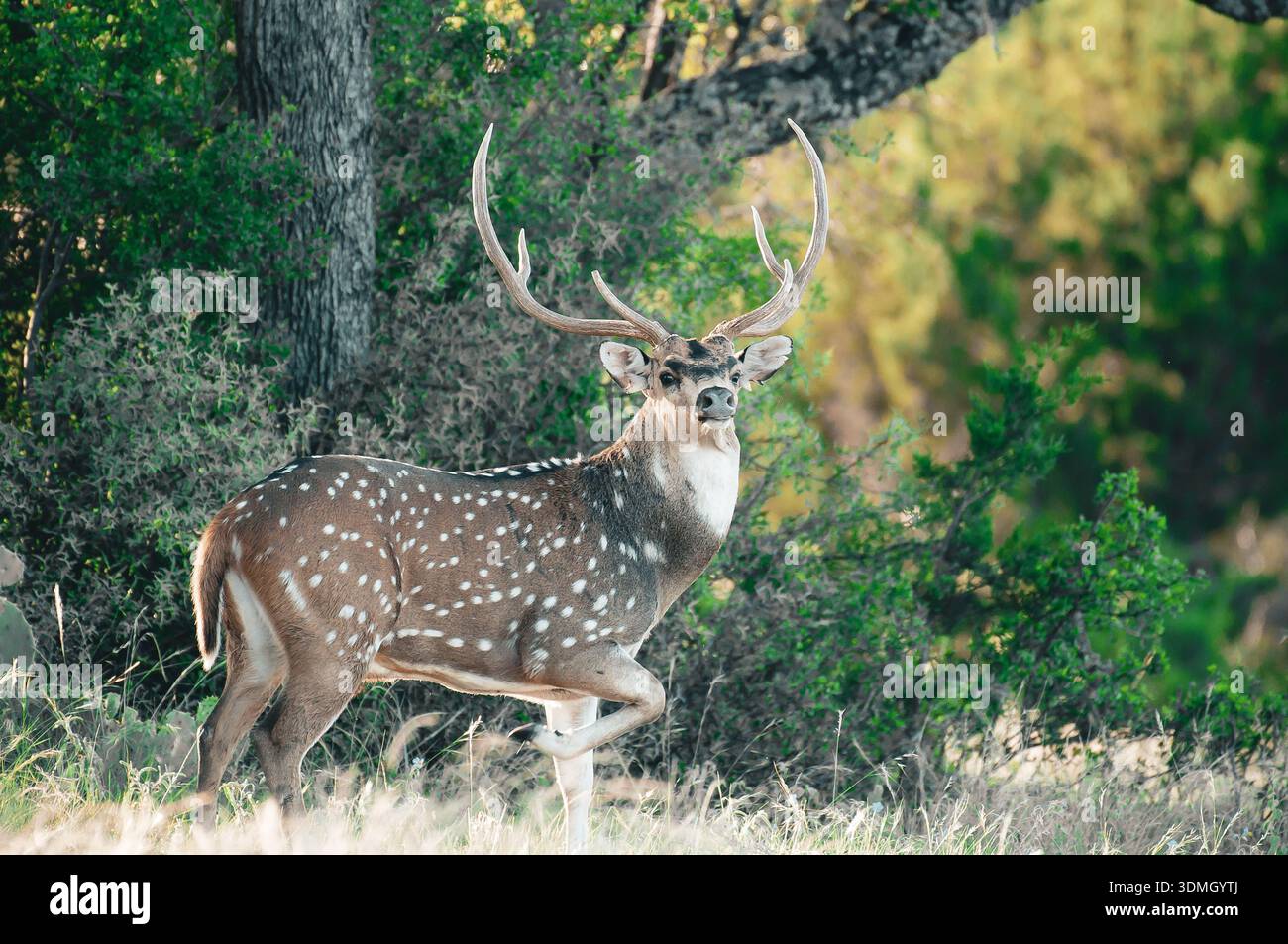 Chital maschile (cervo dell'asse) con palchi in piedi in un habitat boschivo verde in Texas, cappotto maculato e dettagliato ritratto della fauna selvatica in luce naturale. Foto Stock