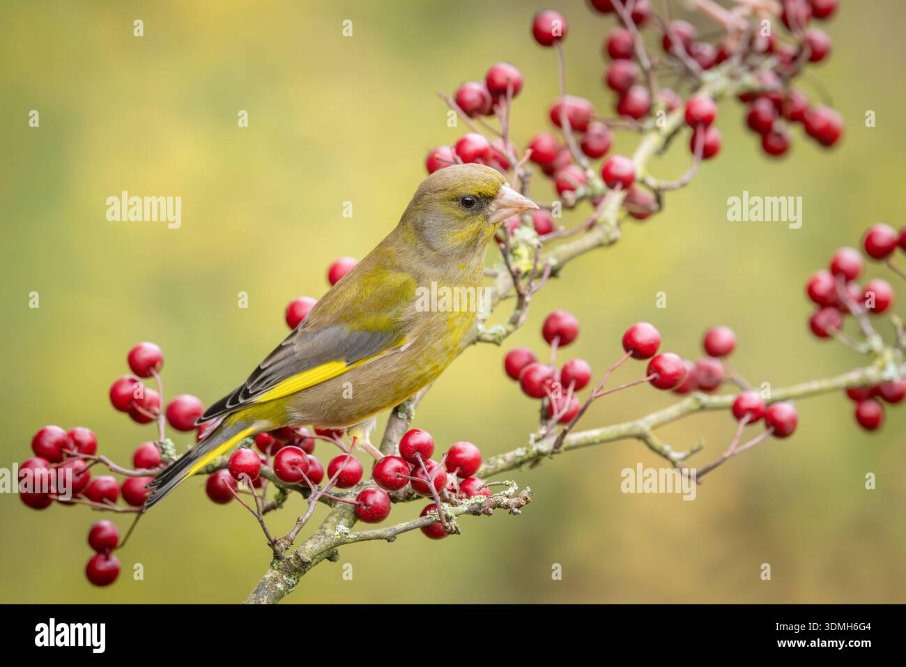 Greenfinch [ Chloris chloris ] uccello maschio sulla spina cespuglio con un sacco di bacche rosse Foto Stock