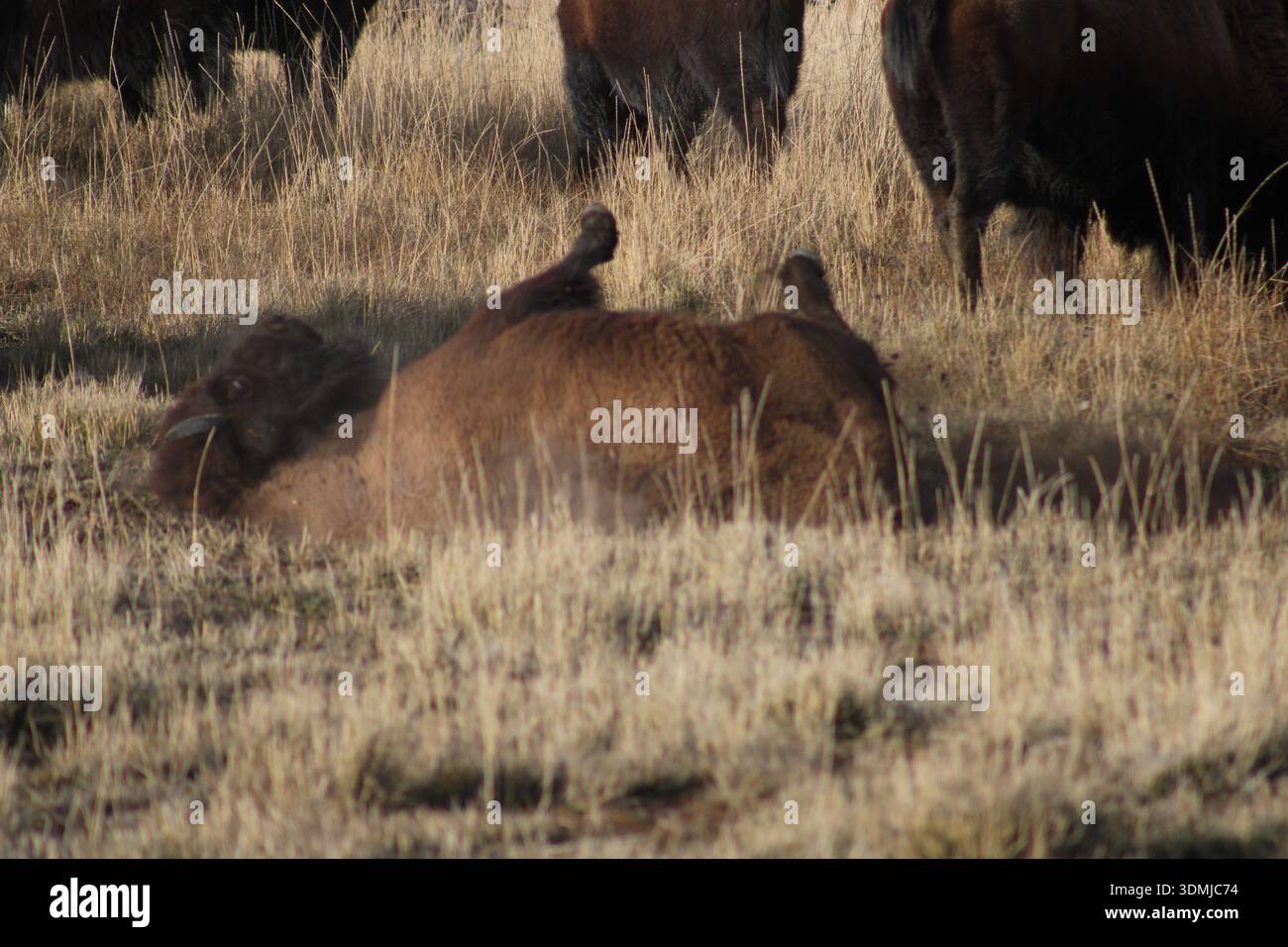 American Bison Rolling durante il bagno di polvere Foto Stock