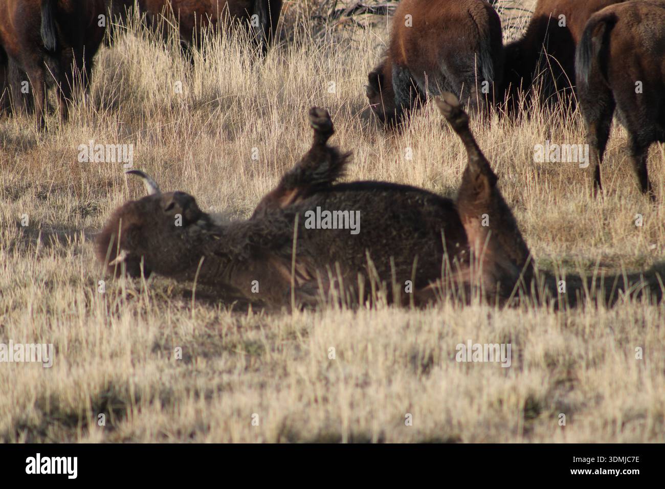Cappotto invernale da rotolare al bisonte Foto Stock
