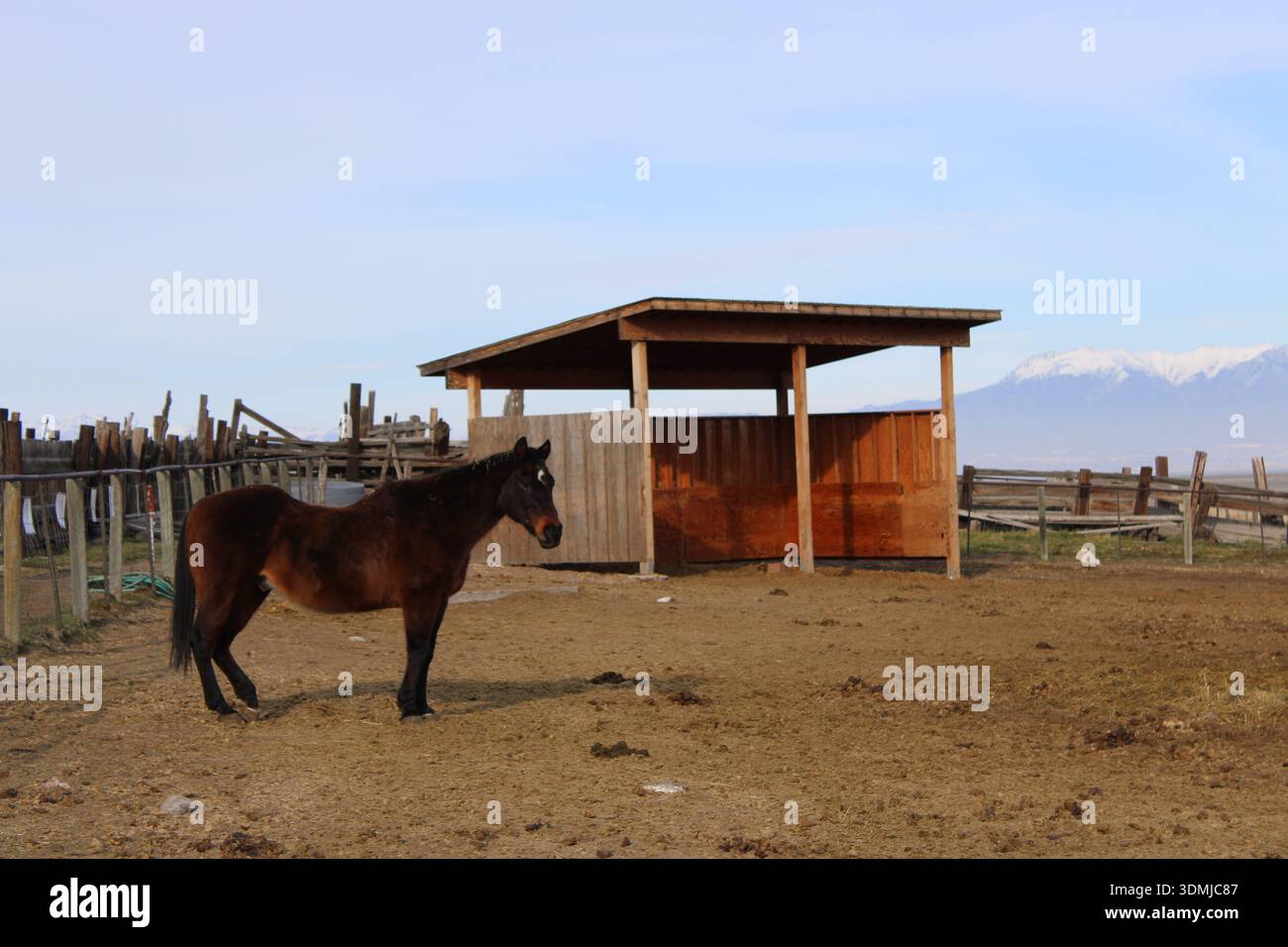 Cavallo in piedi nel corral rurale con riparo in legno Foto Stock