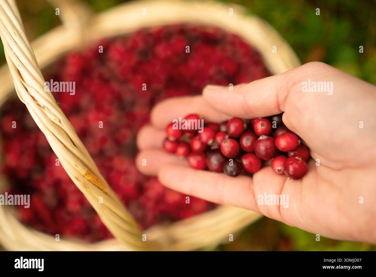 Primo piano donna che raccoglie mirtilli rossi nel cestino della foresta. Cestino completo di frutti di bosco, frutta biologica, vitamine, conserve fatte in casa, natura autunnale, tranquilla giornata all'aperto. Foto Stock