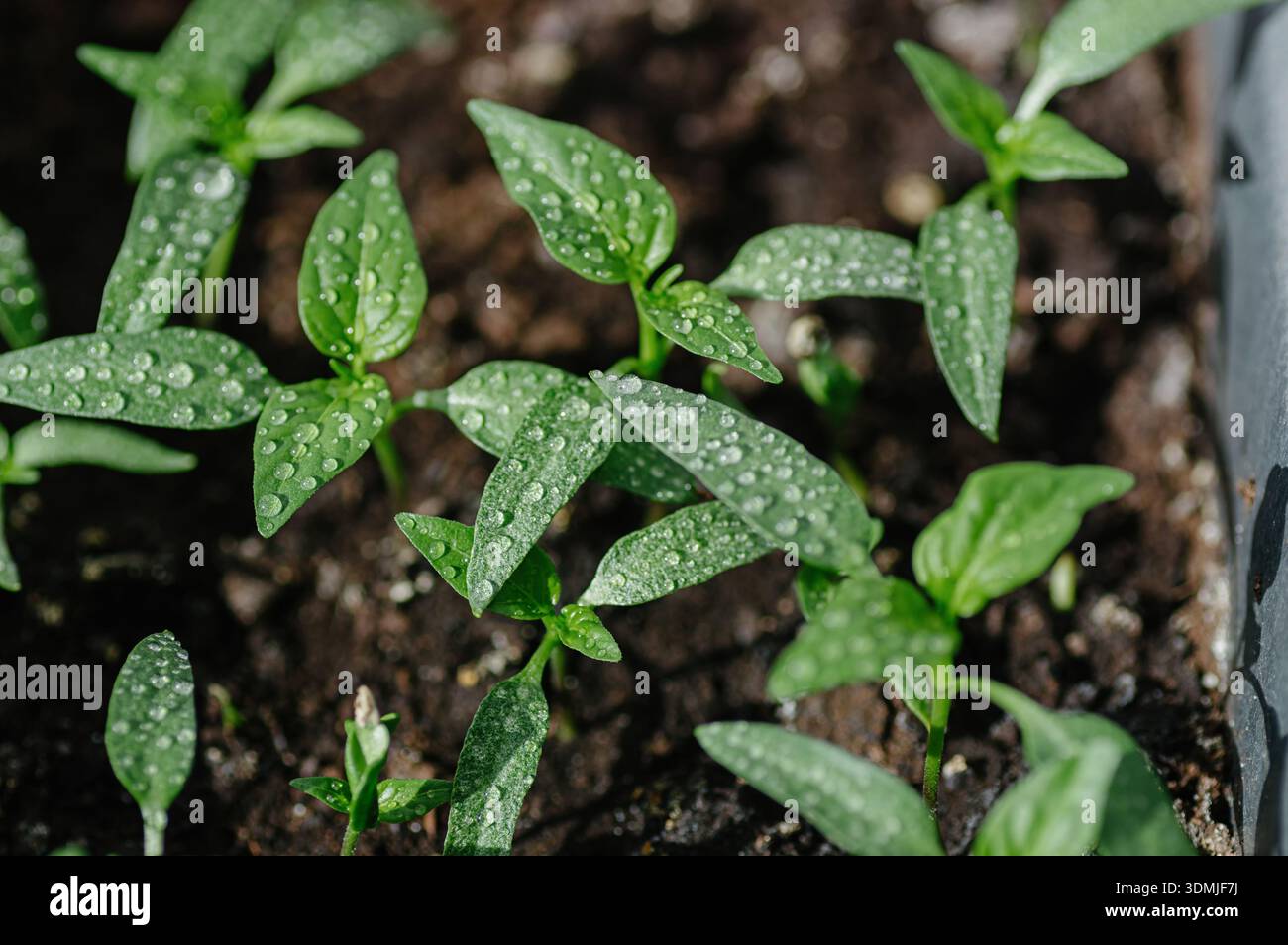 Piante giovani di peperone che crescono nel terreno con goccioline d'acqua sulle foglie verdi. Innaffiare le piantine vegetali in serra. Concetto di giardinaggio e cura. Foto Stock