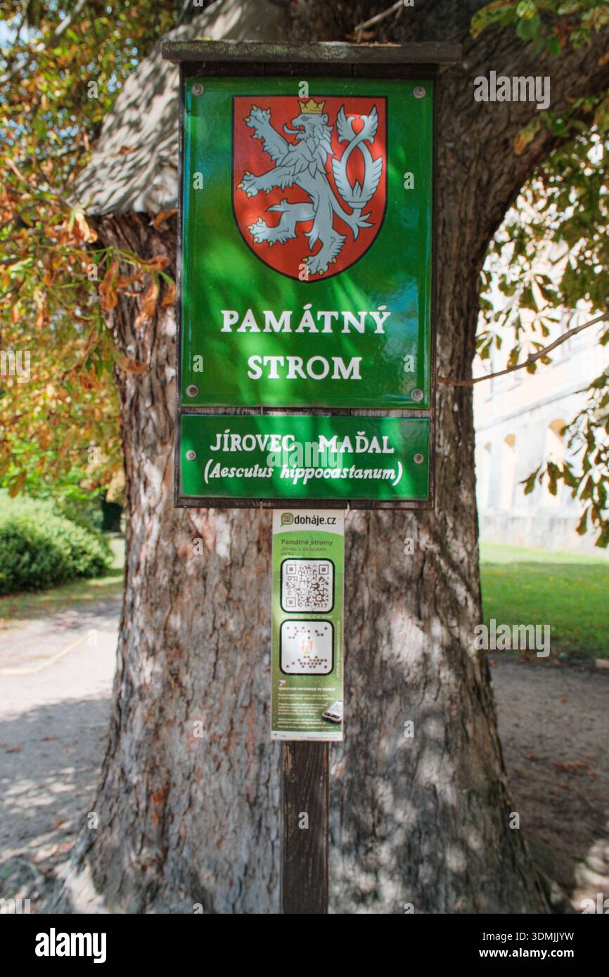 LYSA NAD LABEM, REPUBBLICA CECA - 10 AGOSTO 2024: Un segno commemorativo ufficiale verde (Pamatny strom) che identifica un albero di castagno del cavallo protetto (Aesculus Foto Stock