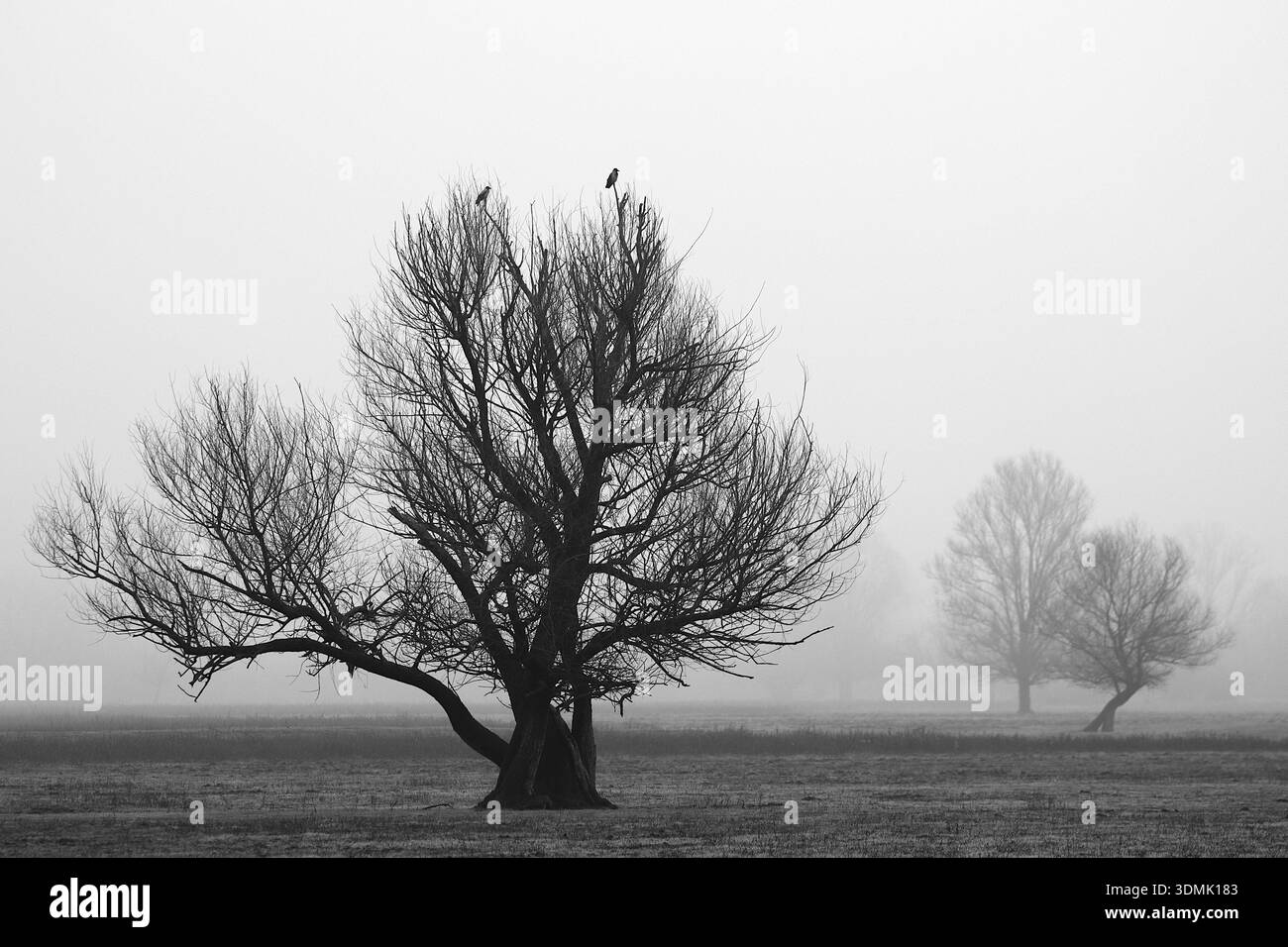 Due uccelli sulla cima dell'albero, giornata nebbiosa in natura Foto Stock