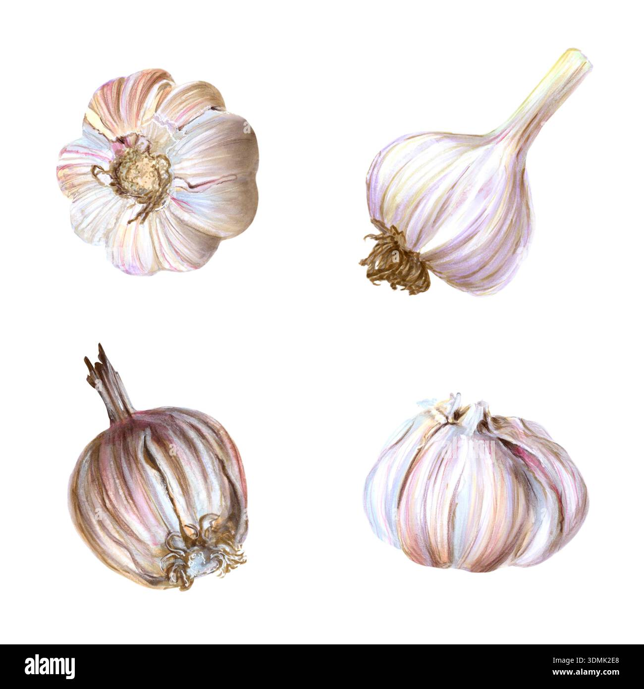 Illustrazione ad acquerello con quattro lampadine all'aglio su sfondo bianco. Rappresentazione artistica versatile adatta per imballaggi e schede ricette, ideale per Foto Stock