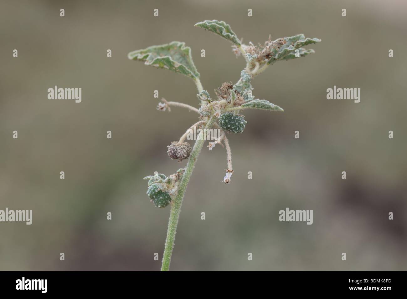 croton di dyer (Chrozophora), un genere vegetale della famiglia delle Euphorbiaceae Foto Stock