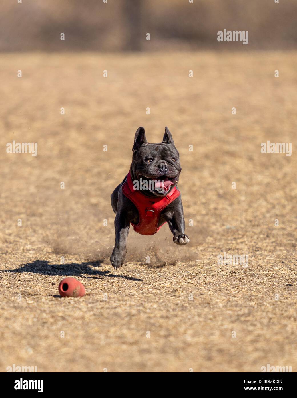 Francese in un gilet rosso che corre e gioca al parco in un gilet rosso Foto Stock