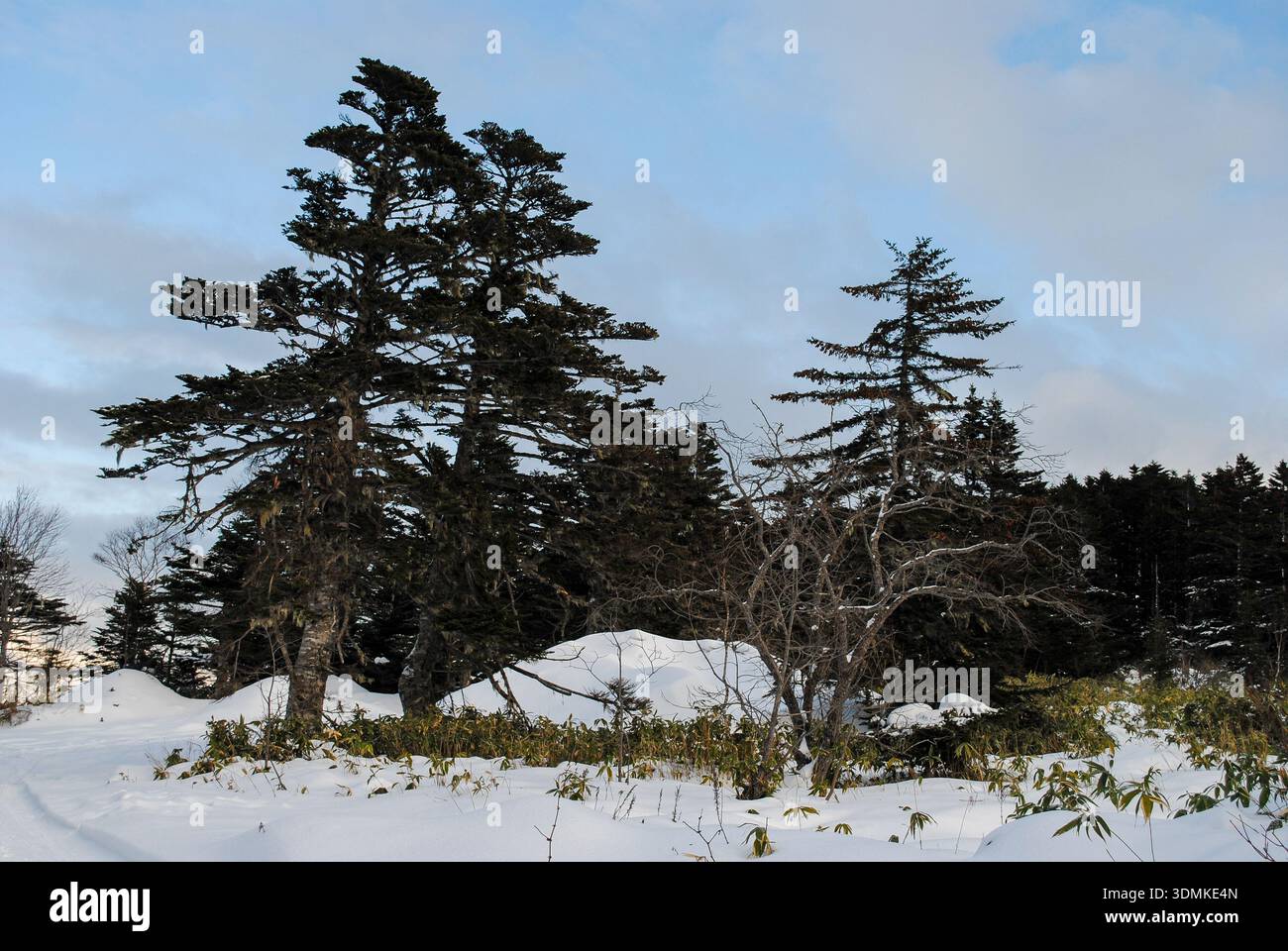 La fotografia cattura una serena foresta di conifere ricoperta di neve sulla costa delle isole Curili, con lussureggianti macchie di bambù Curil contro un Foto Stock