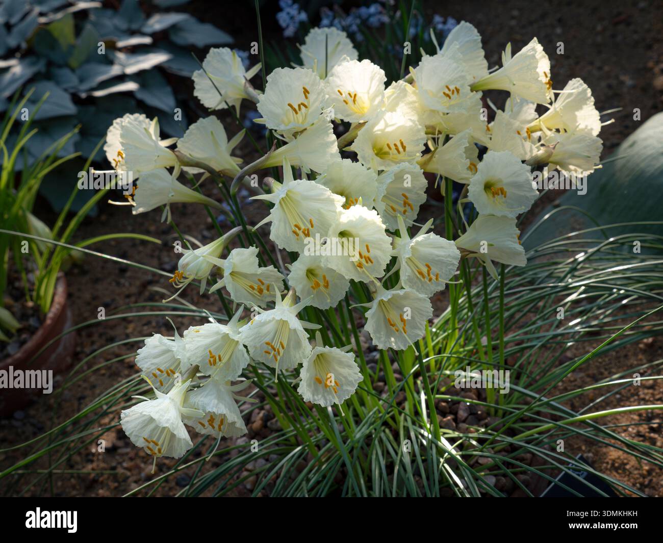 NARCISSUS romieuxii in un ambiente da esposizione a serra. Narcissus romieuxii, comunemente noto come Romieux hoop petticoat daffodil, Surrey UK Foto Stock