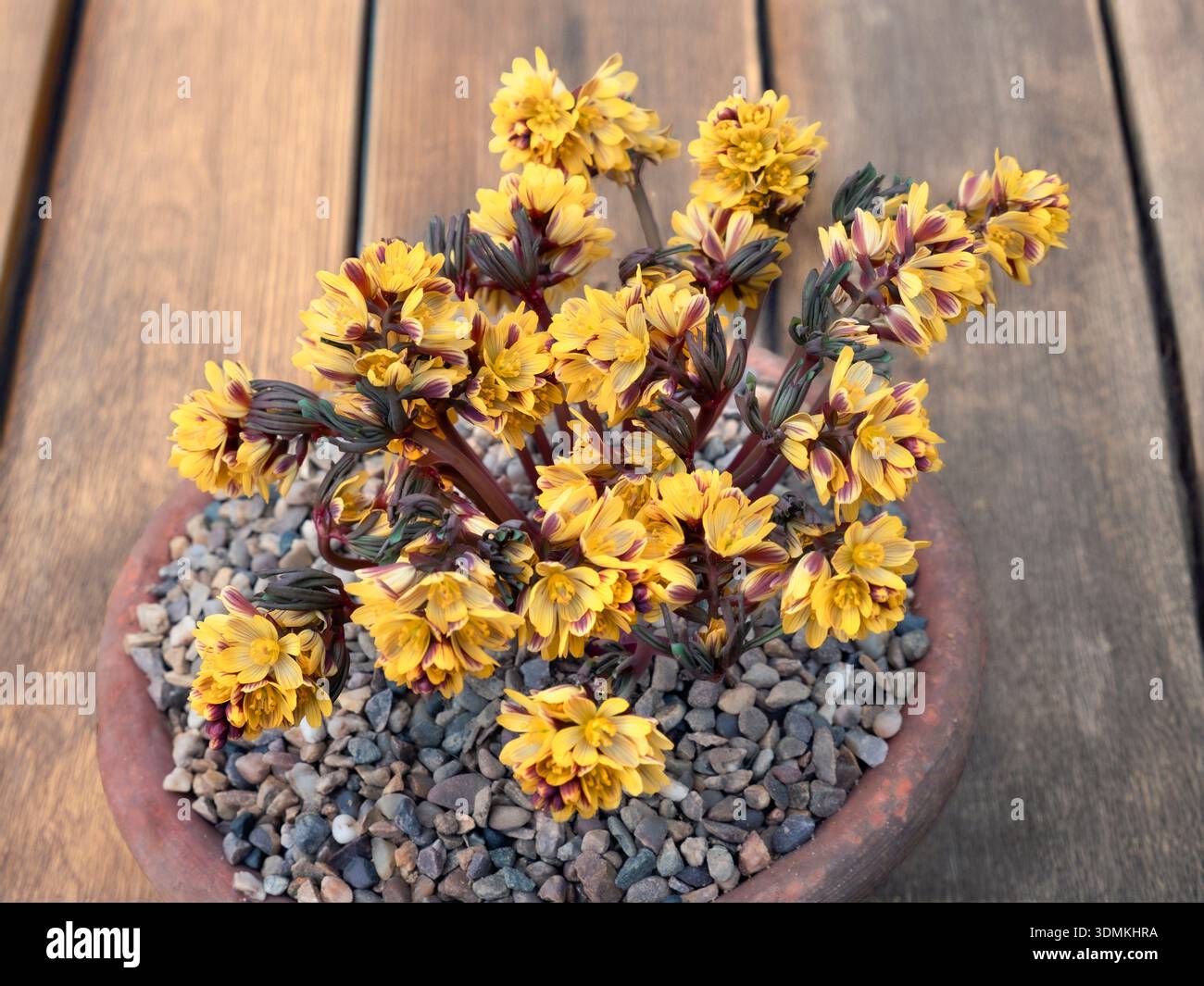 Gymnospermium albertii Hardy, tuberous herbaceous perenne alla famiglia delle Berberidaceae (Barberry) in display Greenhouse Surrey UK Foto Stock