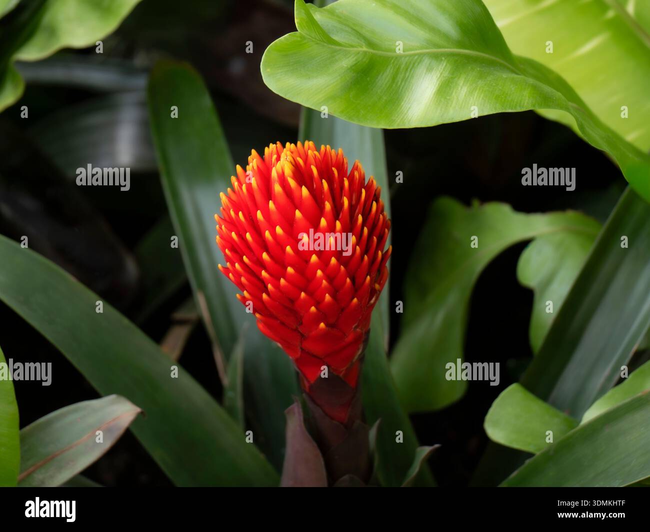 Guzmania conifera, comunemente nota come guzmania a testa conica, un tipo di pianta di bromeliade, in una situazione esotica tropicale. Foto Stock