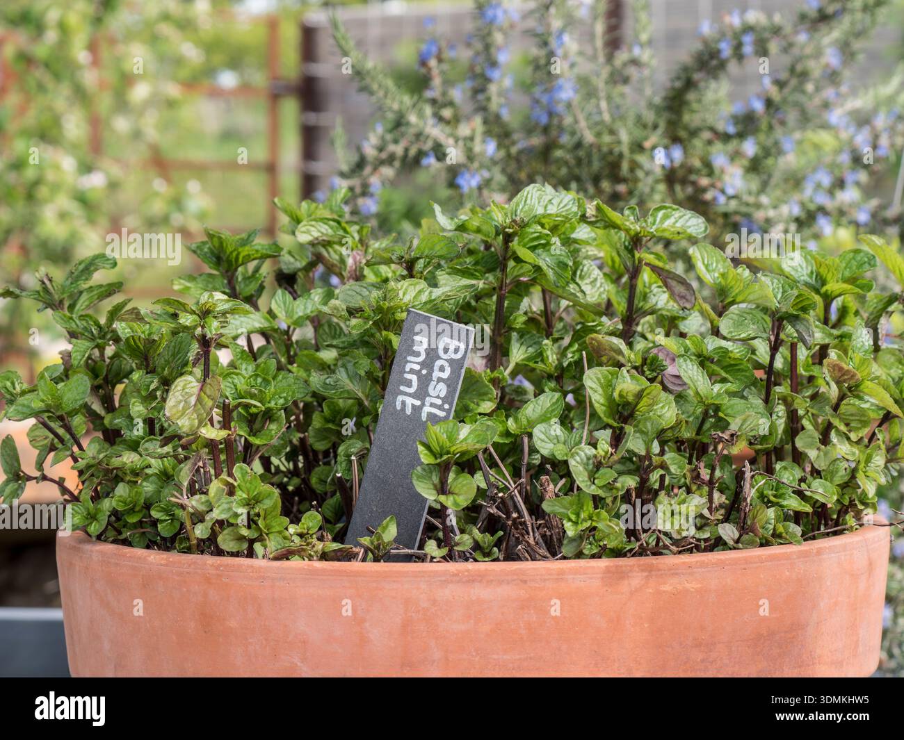 La menta di basilico (Mentha x piperita F. citrata 'Basil') è un'erba perenne e aromatica che combina il profumo rinfrescante della menta con il pepato basilico UK Foto Stock