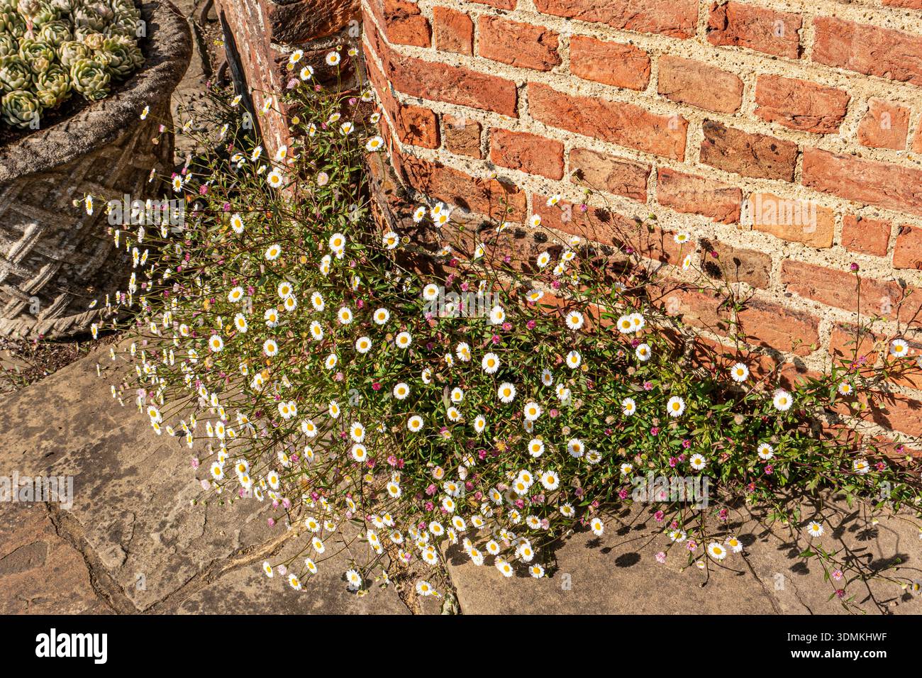 Erigirons annus (margherite) al sole di fine inverno, contro un rustico rosso muro di mattoni storici con succulente in vaso alle spalle . Surrey Regno Unito Foto Stock