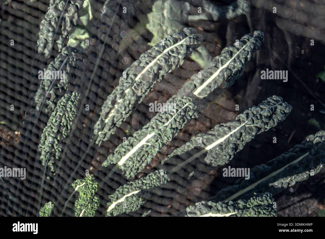 KALE Black Magic» (Brassica oleracea) – vegetazione invernale biologica in regime di protezione antiparassitaria in un’assegnazione autosufficiente Foto Stock