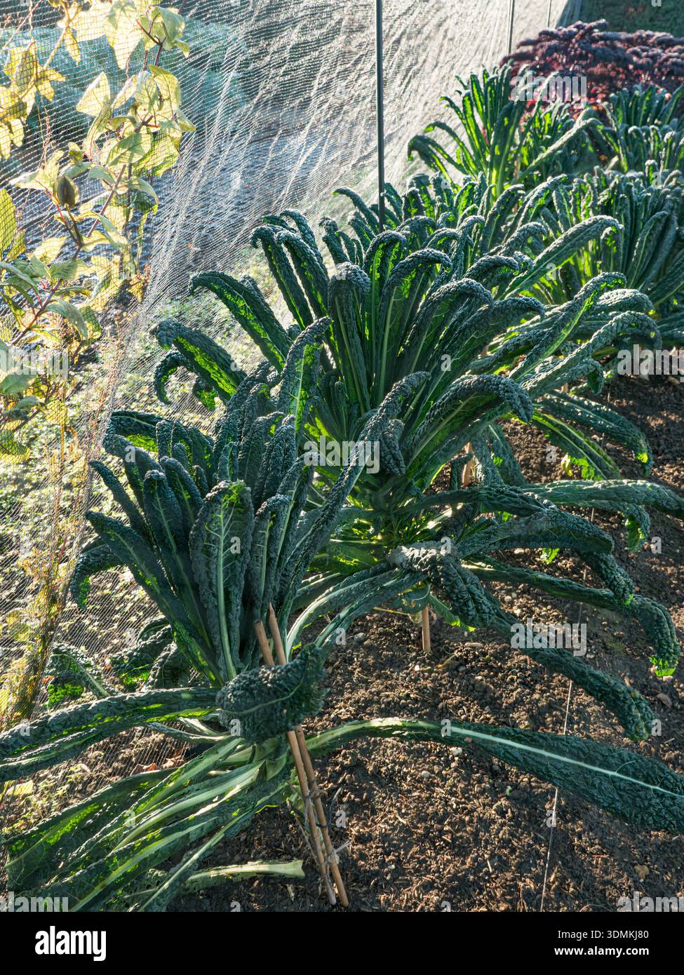 Kale «Nero di Toscana» (Brassica oleracea) – vegetale invernale biologica in regime di rete protettiva in un ambiente autosufficiente, Regno Unito Foto Stock