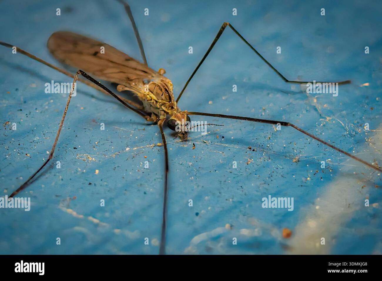 Primo piano di una gru che poggia su una superficie blu, mostrando le sue delicate ali, le gambe lunghe e i dettagli del corpo in una macro prospettiva. Foto Stock