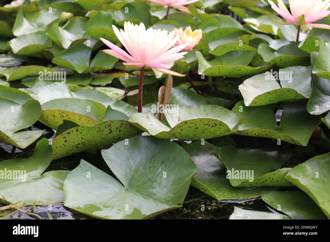 Dettagli Waterlily Foto Stock
