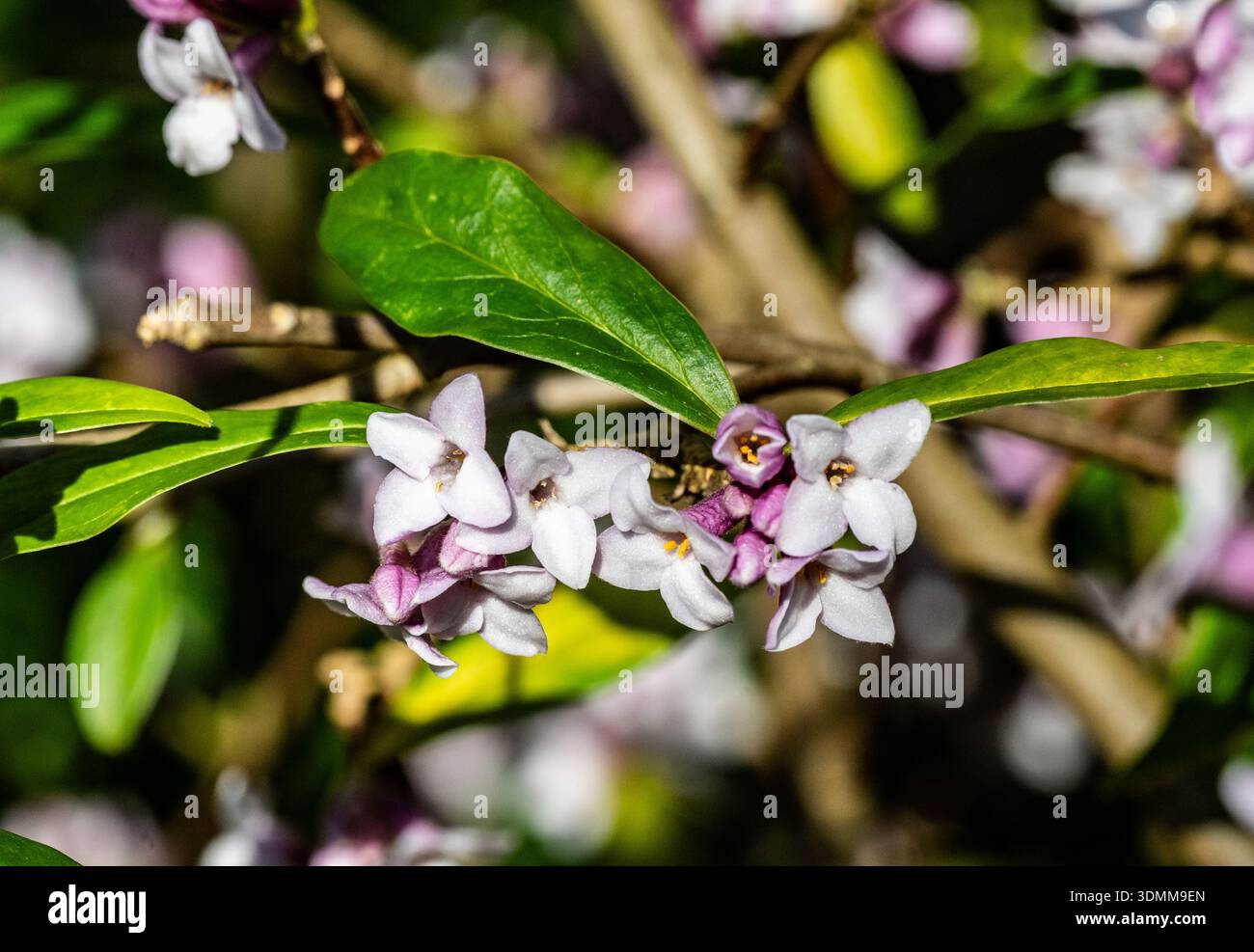 Fiori piccoli, giardino invernale, Sir Harold Hillier Gardens, Hampshire, Regno Unito Foto Stock