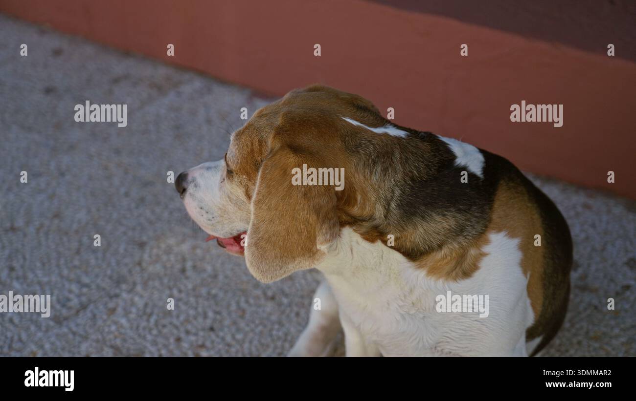 Beagle Dog seduto all'aperto su un marciapiede illuminato dal sole sorridente e guardando in alto in un tranquillo giardino estivo. Foto Stock