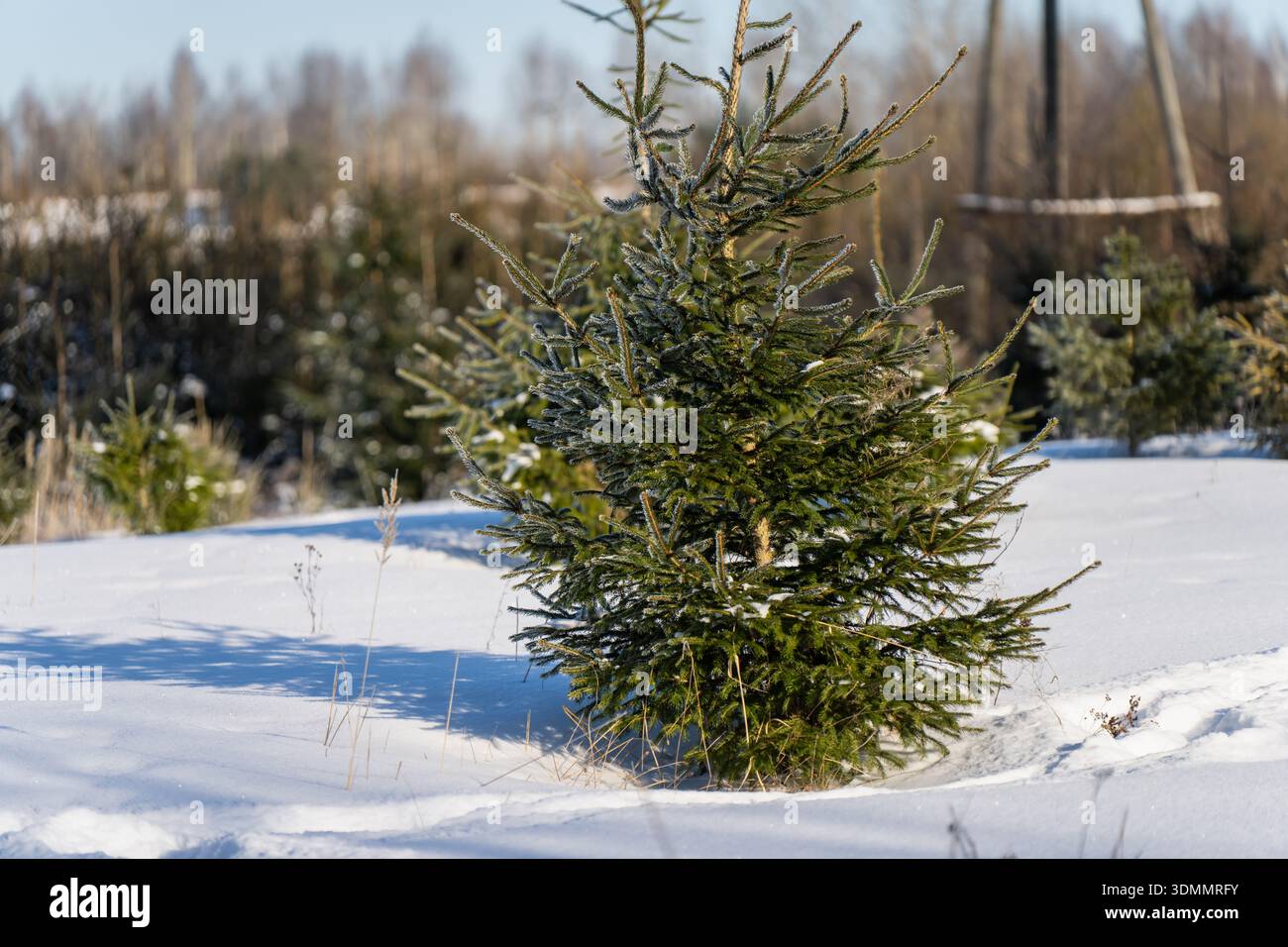 Giovane abete rosso in piedi in un campo innevato, rami sempreverdi spolverati di gelo, luce solare invernale e ombre blu, vivaio rurale, groun Foto Stock