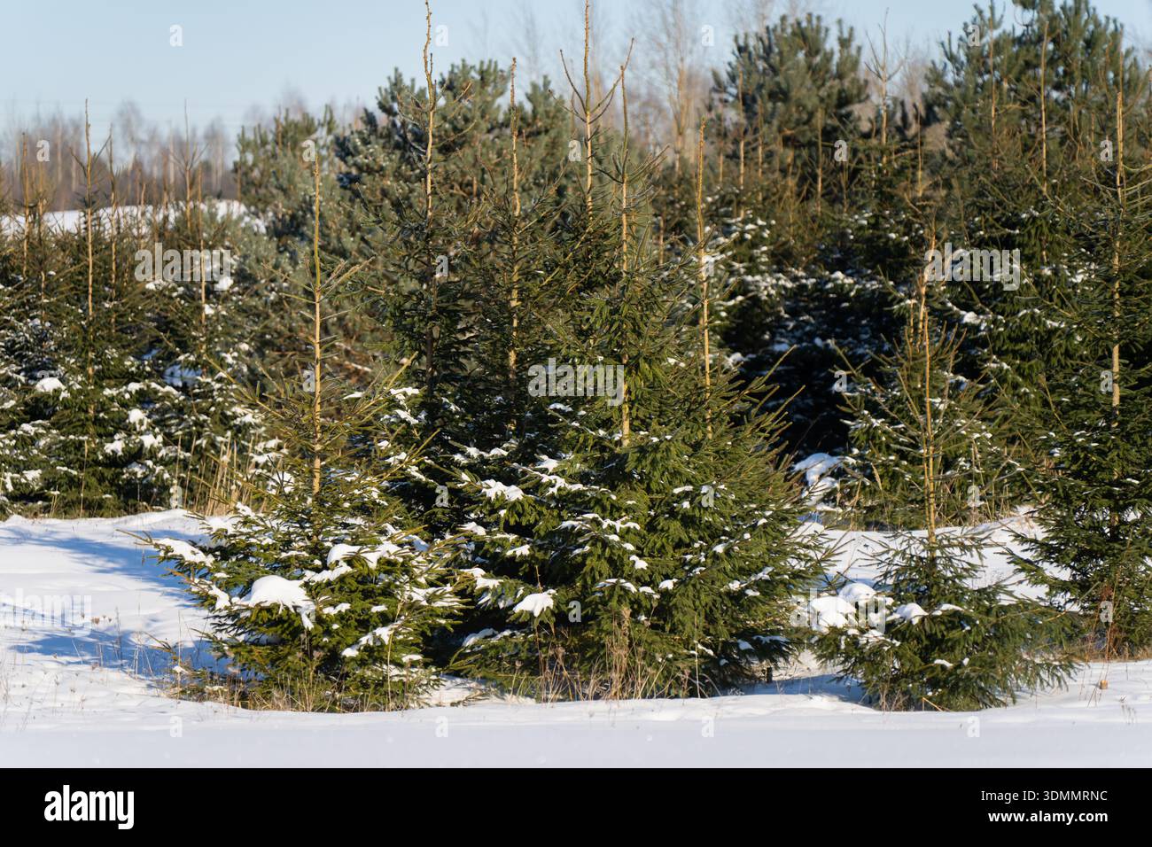 Piantagione di abeti rossi innevati con giovani alberi sempreverdi e pini, neve sparsa sui rami, luce solare invernale e paesaggio rurale forestale Foto Stock
