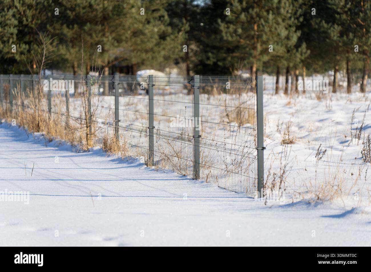 Linea di recinzione a rete metallica che attraversa il campo innevato, pali grigi e pannelli in filo metallico con erba secca alla base, luce solare invernale e fondo di pineta sof Foto Stock