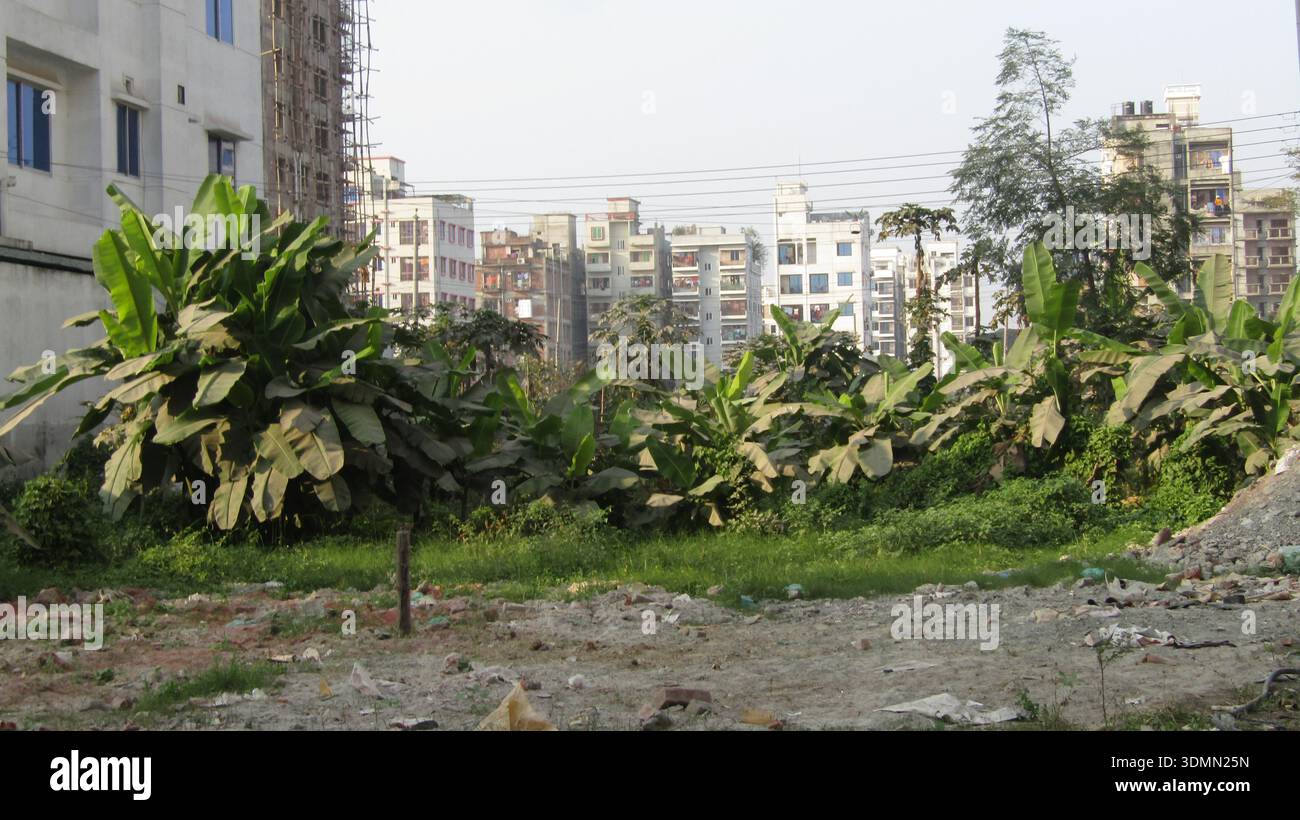 le piante di banana prosperano in un terreno vuoto circondato da edifici cittadini. Foto Stock