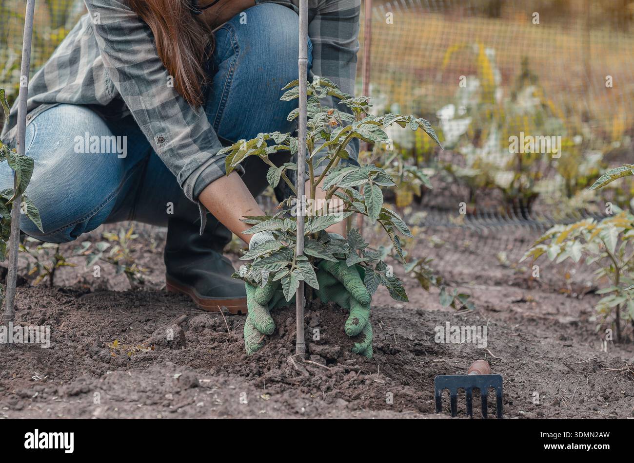 Primo piano di una donna che lavora nell'orto, allentando il terreno intorno alle piante di pomodoro. Ideale per i concetti di servizi di giardinaggio, prodotti ecologici, fa biologica Foto Stock