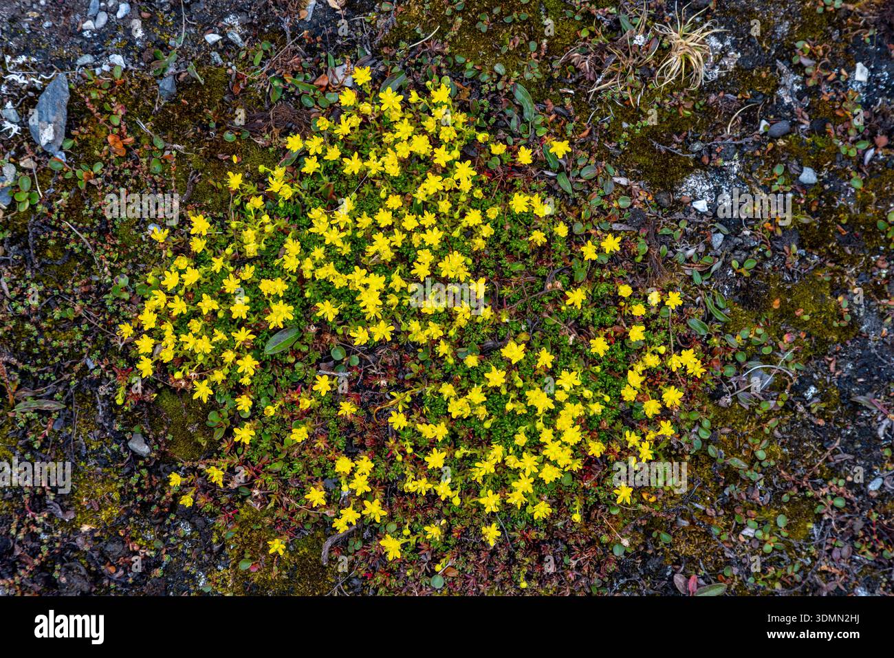 Sassifrage di montagna giallo / sassifrage giallo (Saxifraga aizoides), piante alpine fiorite sulla tundra in estate sulle Svalbard / Spitsbergen Foto Stock
