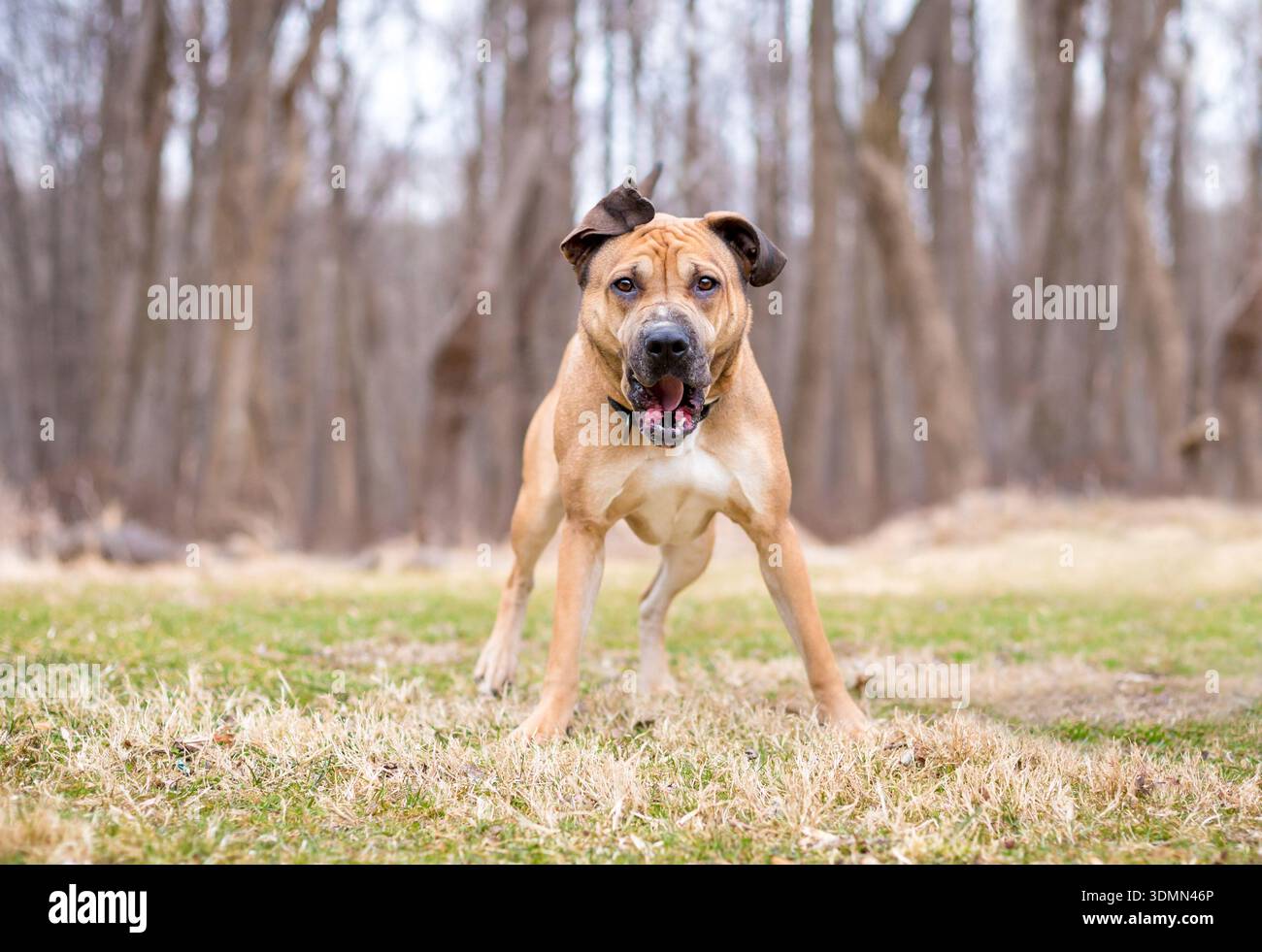 Un cane di razza mista abbaiava alla telecamera all'aperto Foto Stock