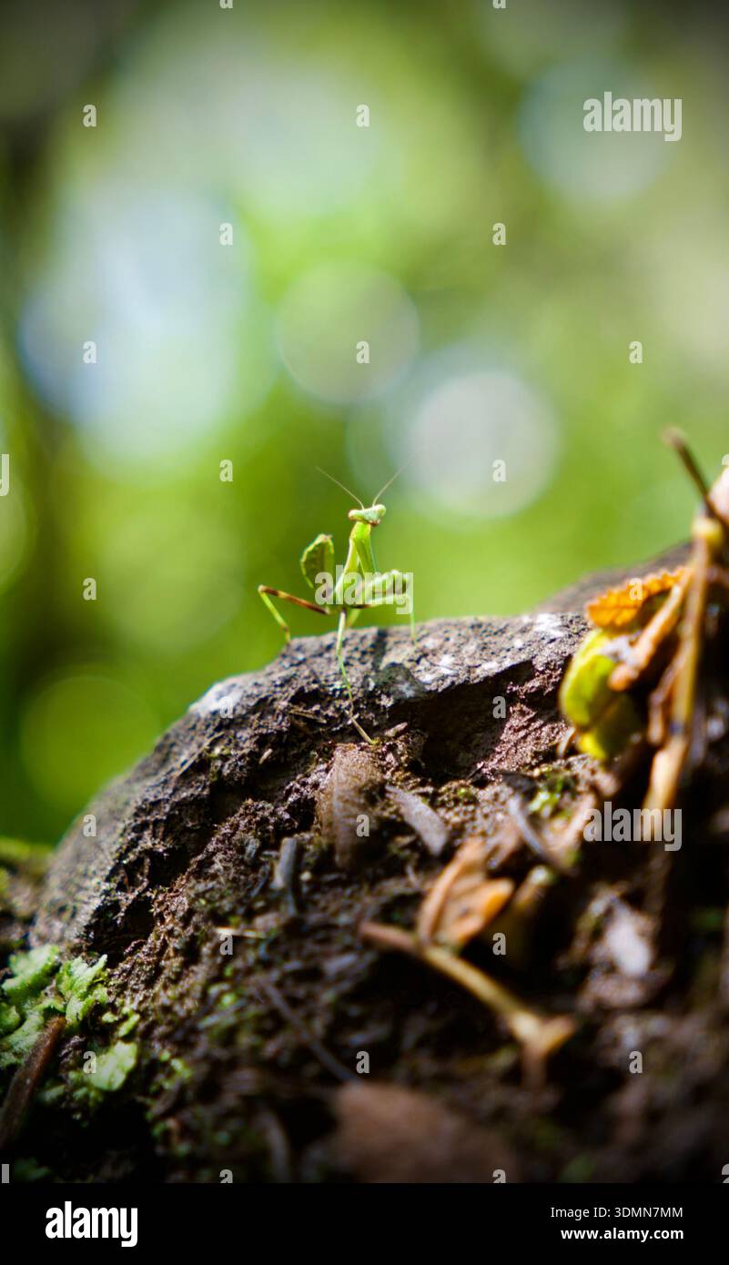 "Pregando mantis in piedi su una roccia con sfondo bokeh verde, macro primo piano in habitat naturale." Foto Stock