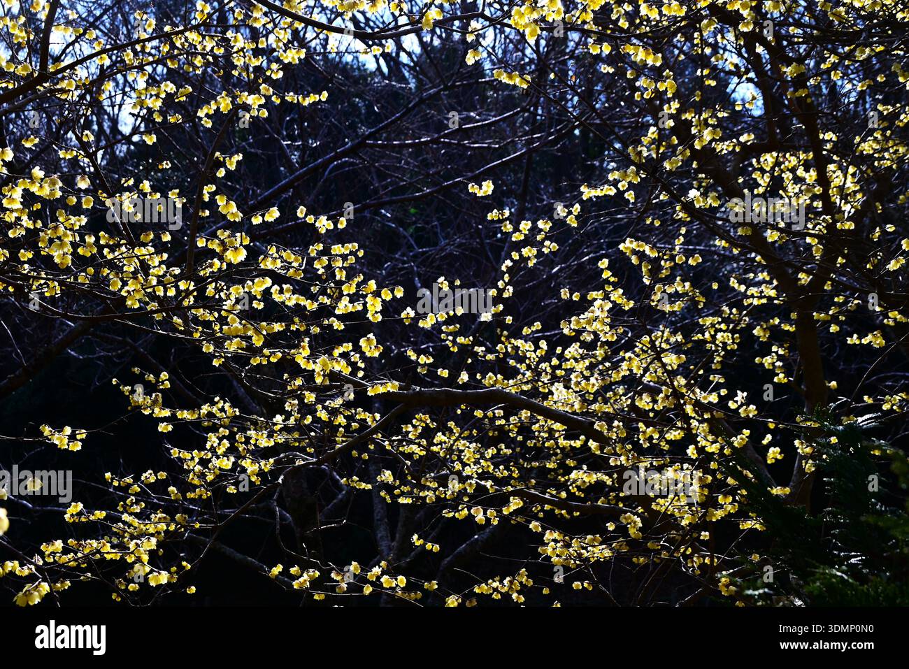 Fiori Wintersweet. Questo arbusto deciduo fiorisce fiori gialli in inverno. Hanno una fragranza dolce e sono perfetti come alberi da giardino d'inverno. Foto Stock