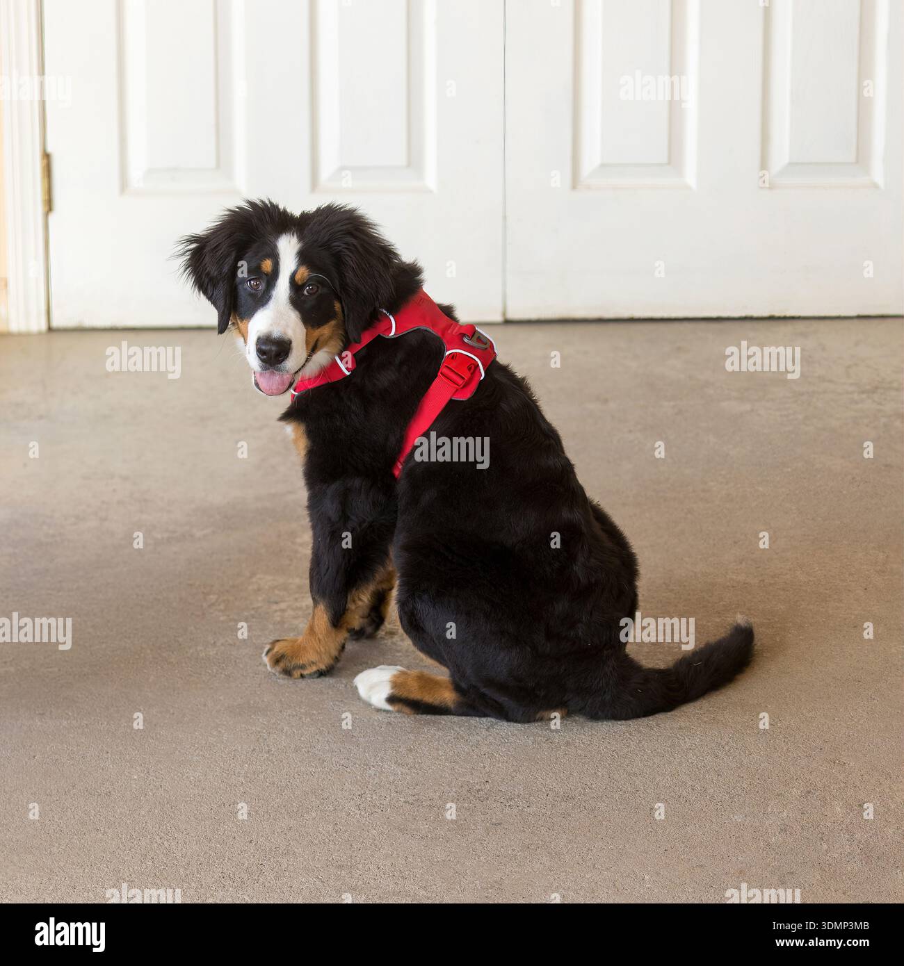 Cucciolo di cane da montagna bernese di 4 mesi, seduto e guardando indietro la fotocamera. Foto Stock