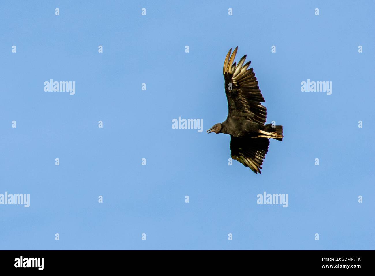 Vista del profilo di un avvoltoio nero che vola con battiti alari profondi a Florestópolis Parana in Brasile Foto Stock