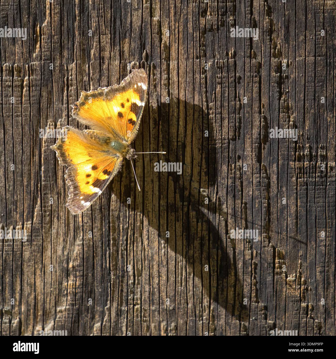 Farfalla di tartaruga californiana che prende il sole su un muro di fienile. Los Altos Hills, Contea di Santa Clara, California. Foto Stock