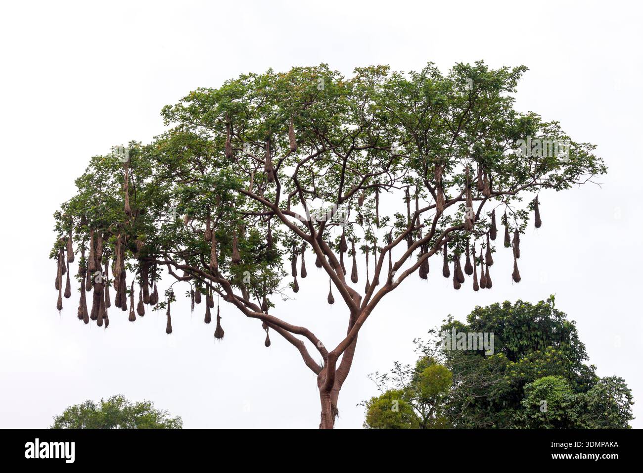 Vista sulla campagna vicino al fiume Filobos e al villaggio di Tlapacoyan, Veracruz, Messico Foto Stock