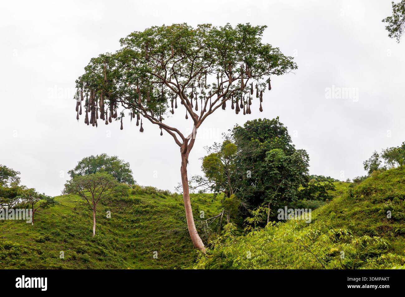 Vista sulla campagna vicino al fiume Filobos e al villaggio di Tlapacoyan, Veracruz, Messico Foto Stock