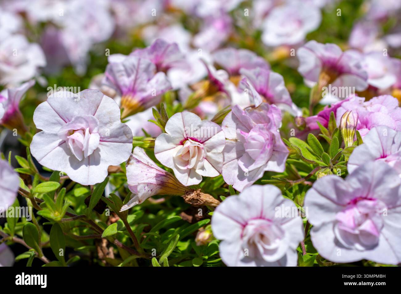 Ibrido Calibrachoa a doppio petalo (Million Bells) nella contea di Waukesha, Wisconsin. Il bianco e il rosa fioriscono in un vivaio a giugno. Foto Stock