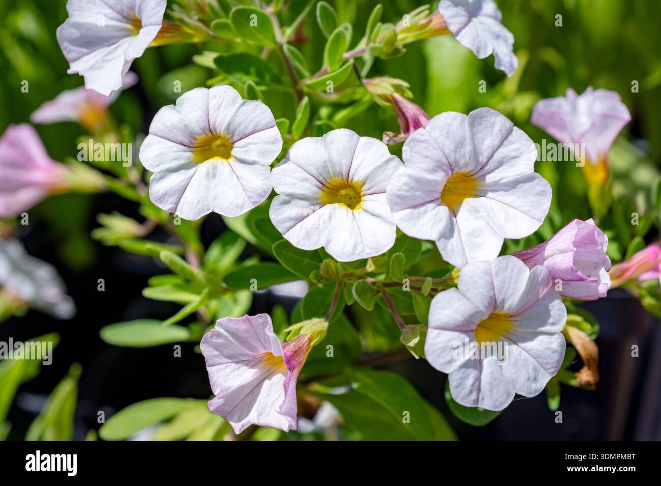 Macro of Calibrachoa Hybrid (Million Bells) nella contea di Waukesha, Wisconsin. Il bianco lavanda fiorisce con la gola gialla in un vivaio a giugno. Foto Stock